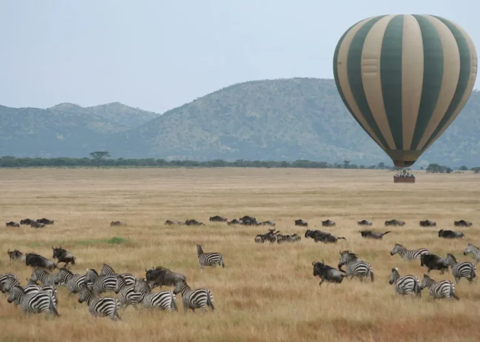 Serengeti Wildebeest Migration4